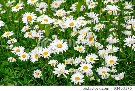 A fragment of a field with white flowering daisies growing in large numbers in green lush grass in sunny summer. 93403170