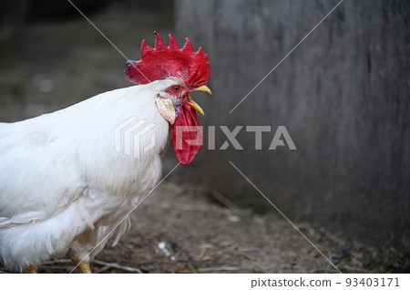 A large white rooster with a red crest cries loudly invitingly standing in the poultry yard of the farm. 93403171