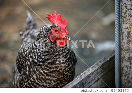 A large hen with gray plumage walks around the farm's poultry yard. 93403173