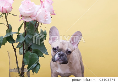 A small bouquet of showy pink roses and a French bulldog standing against a yellow studio background. A small bouquet of showy pink roses and a French bulldog standing against a yellow studio background. 93403174