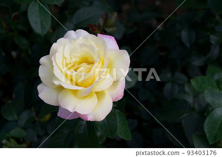 A showy yellow rose bud stretches up on a green bush in the park and plenty of space for text. 93403176