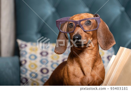 A hunting dog sits in glasses in a comfortable chair in the living room and looks attentively into the camera. A hunting dog sits in glasses in a comfortable chair in the living room and looks attentively into the camera. 93403181