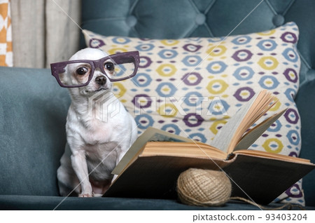 A small chihuahua dog, reading a book, looks thoughtfully through glasses directly into the camera, sitting in a chair. A small chihuahua dog, reading a book, looks thoughtfully through glasses directly into the camera, sitting in a chair. 93403204