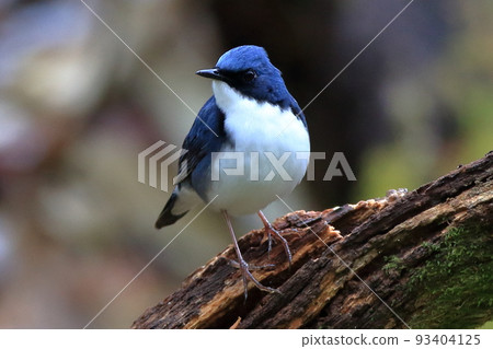 藍歌鴝 藍歌鴝 93404125