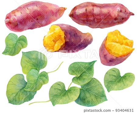 Watercolor sweet potato and sweet potato leaf material collection 93404631
