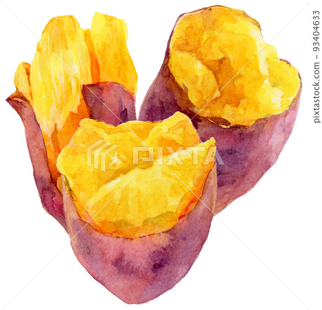 Sweet potato with three vertical cross-sections in watercolor Sweet potato with three vertical cross-sections in watercolor 93404633