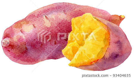 Watercolor sweet potato_whole and half 93404635
