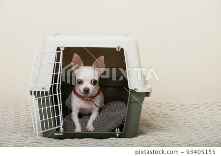 A small white Chihuahua dog lies on a soft blanket in a large plastic gray box specially designed for transporting animals and looks intently in front of him. A small white Chihuahua dog lies on a soft blanket in a large plastic gray box specially designed for transporting animals and looks intently in front of him. 93405155