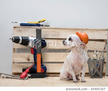A purebred Chihuahua white dog with funny muzzle in a red protective construction helmet sits posing among wrenches near the wooden wall, celebrating Labor Day. A purebred Chihuahua white dog with funny muzzle in a red protective construction helmet sits posing among wrenches near the wooden wall, celebrating Labor Day. 93405167