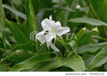 薑花 薑花 93405218