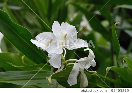 薑花 薑花 93405219