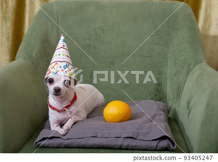 A small white chihuahua dog celebrating a birthday lies in a cozy chair in a festive traditional hat next to a yellow orange. A small white chihuahua dog celebrating a birthday lies in a cozy chair in a festive traditional hat next to a yellow orange. 93405247