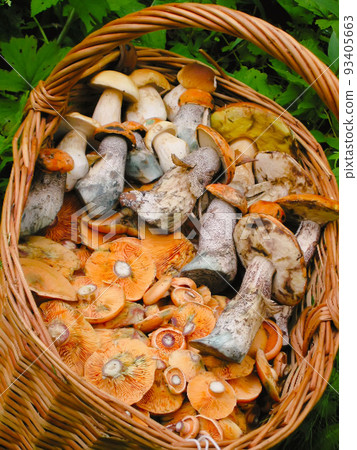 Wicker basket full of harvested forest mushrooms close-up Wicker basket full of harvested forest mushrooms close-up 93405663