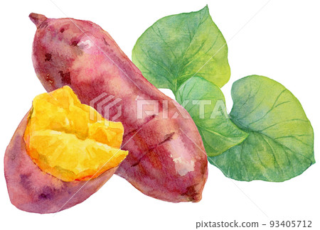 Watercolor sweet potato and sweet potato split in half and leaves 93405712