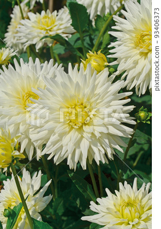 Dahlia cactus white flower Dahlia cactus white flower 93406373