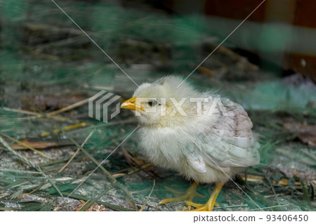 Little chicken behind a net in a chicken farm. Little chicken behind a net in a chicken farm. 93406450