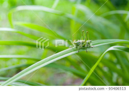 Green grasshopper insect on a long leaf. Green grasshopper insect on a long leaf. 93406513