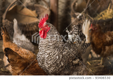 Hens in hen house. Hens in hen house. 93406530