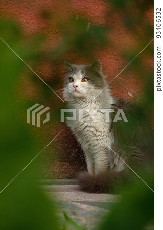 Cat on garden path near flowers on a clear day 93406532