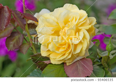 Bush of yellow roses flowers.  93406535