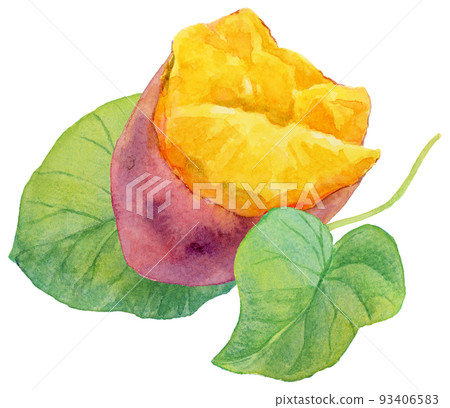 水彩半個紅薯和紅薯葉 3 93406583