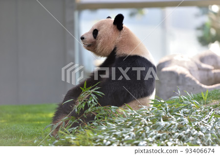 冥想中的吉濱 93406674