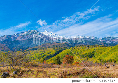 [秋季素材] 乘鞍高原，雪覆蓋的乘鞍山和大楓樹[長野縣] 93407137
