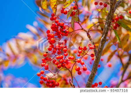 【秋季素材】鮮紅色的花楸果【長野縣】 【秋季素材】鮮紅色的花楸果【長野縣】 93407316