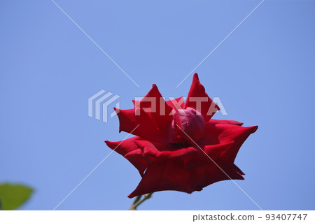 Arao City Ominous Citizen Flower Bed Rose Flower, 93407747
