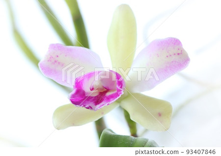 Midikatrea 粉紅色和黃綠色花蘭花明亮的背景 Midikatrea 粉紅色和黃綠色花蘭花明亮的背景 93407846