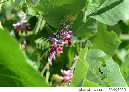 里山植物,在盛夏給田野上色的葛 里山植物,在盛夏給田野上色的葛 93408923