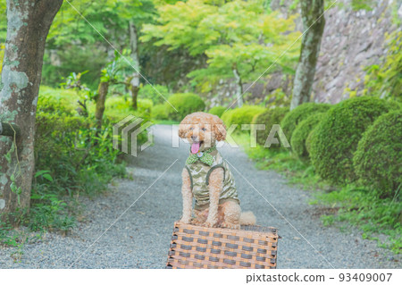 Gujo Hachiman Castle and dog Gujo Hachiman Castle and dog 93409007
