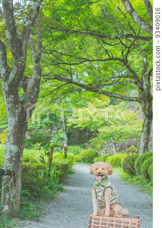 Gujo Hachiman Castle and dog 93409016