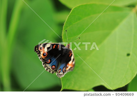 Aotatatehamodoki ♀② 93409669