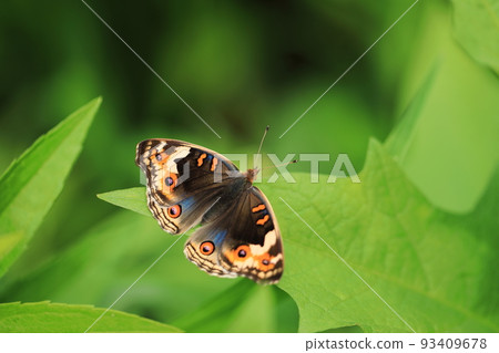 Aotatatehamodoki ♀⑧ 93409678