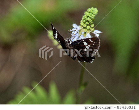 Nectar sucking of Daimyo seseri 93410031