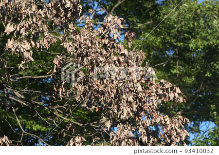 Withered oak trees and undamaged green trees 93410032