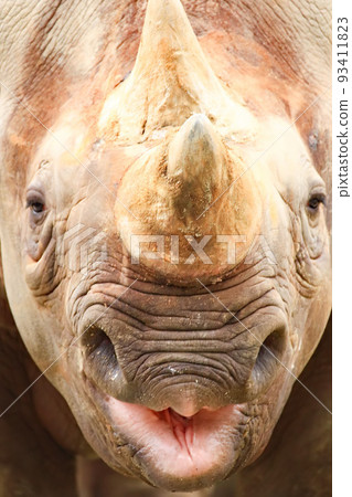 吹口哨的犀牛 93411823