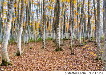 岩手縣八幡平市安比高原山毛櫸次生林～晚秋～ 93412451