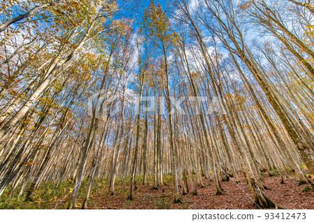 Hachimantai City, Iwate Prefecture Appi Kogen Beech Secondary Forest ~Late Autumn~ 93412473