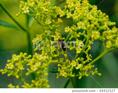 Seven herbs of autumn Seven herbs of autumn 93412527