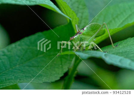 Katydididae Hayashinoumaoi 93412528