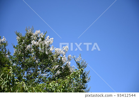 (Flower scenery) Push up the sky and the white crape myrtle of August (Flower scenery) Push up the sky and the white crape myrtle of August 93412544
