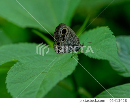 Beeswax of Japanese cedar 93413428