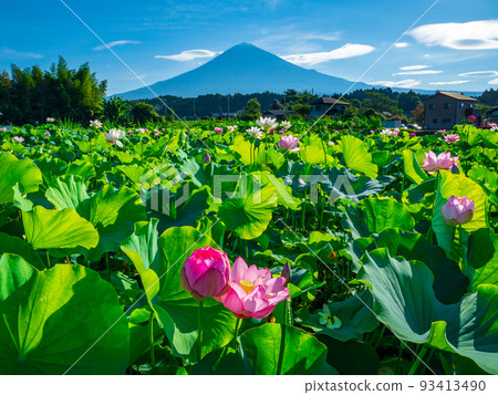 Summer Fuji from the lotus field 93413490