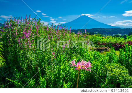 Summer flower field and Mount Fuji Summer flower field and Mount Fuji 93413491