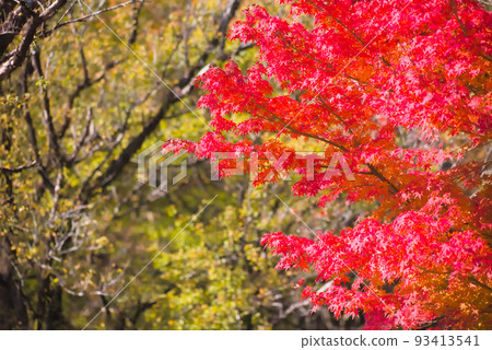 紅葉旺季 鹿兒島縣青少年培訓中心 紅葉旺季 鹿兒島縣青少年培訓中心 93413541