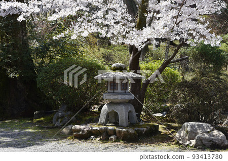 Mii-dera Temple in spring, stone lanterns on the grounds, Otsu City, Shiga Prefecture 93413780