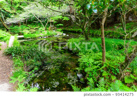 Water source "Tourist spot: Yamabuki water source of 100 selections of famous water" Quiet water source surrounded by virgin forest (Ubuyama village, Aso district) Yamabuki water source 93414275