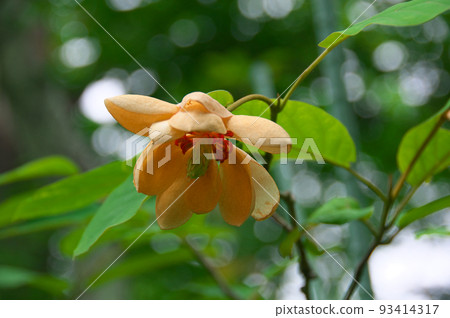 Ooyama brick 93414317